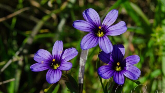 Sisyrinchium bellum Western blue eyed grass