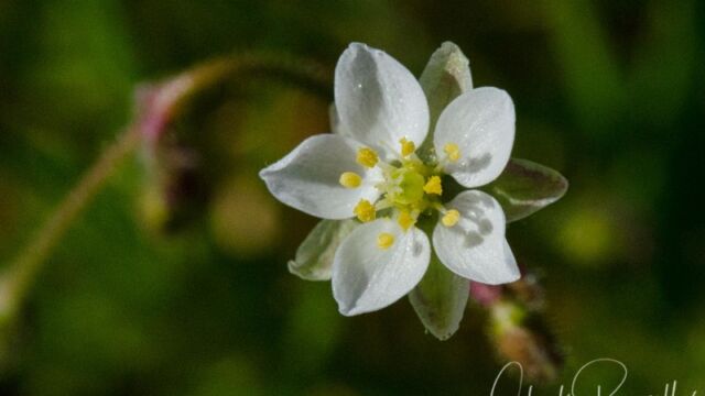 Spergula arvensis Corn spurry
