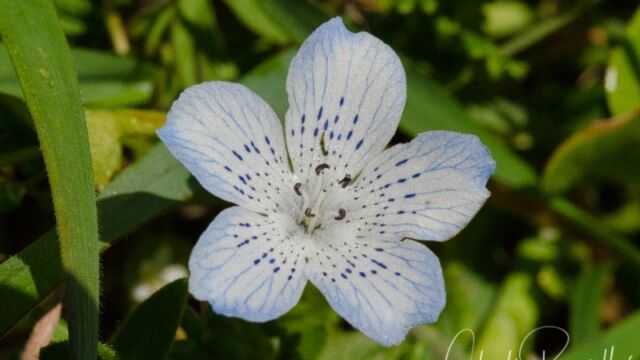 Nemophila menziesii var. menziesii Baby blue eyes