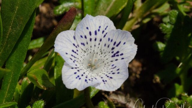 Nemophila menziesii var. atomaria Baby blue eyes