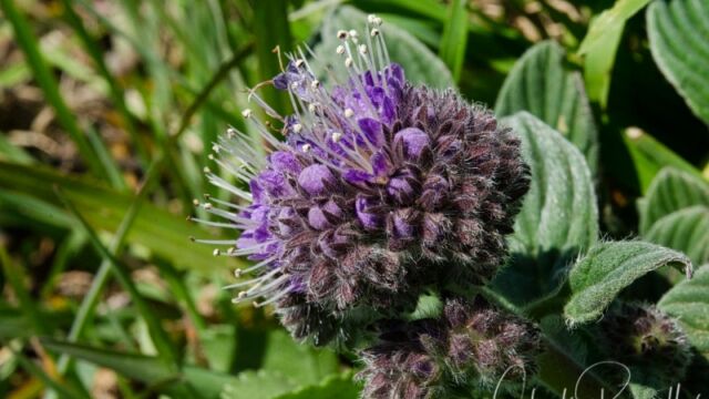 Phacelia californica California phacelia