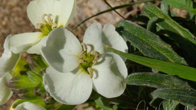 Erysimum concinnum Headland wallflower