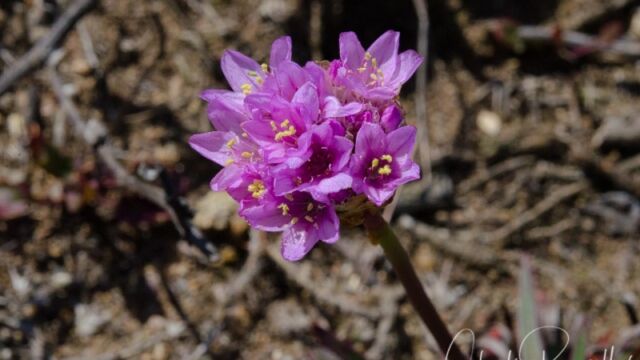 Armeria maritima ssp. californica California sea pink