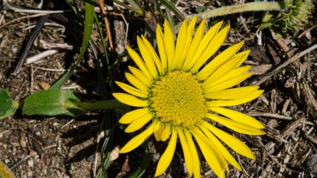 Grindelia stricta var. platyphylla Coastal gumplant