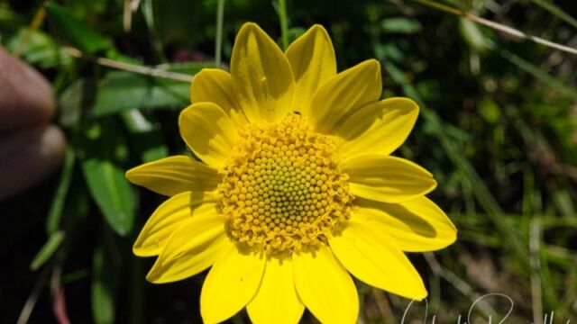 Lasthenia californica ssp. macrantha, CNPS 1B.2 Perennial goldfields