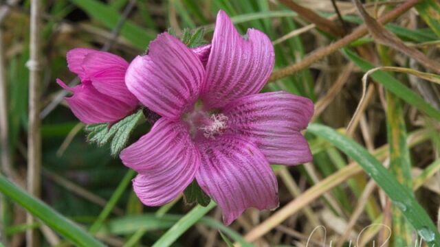 Sidalcea malviflora ssp. malviflora Checkerbloom