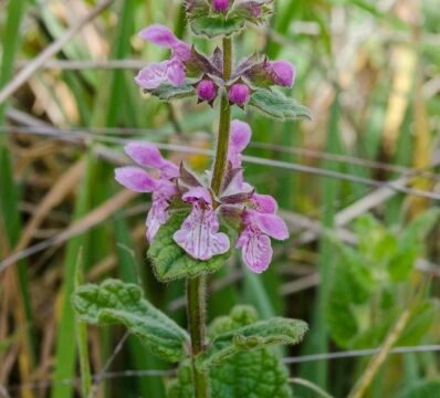 Stachys rigida var. quercetorum Rough hedgenettle