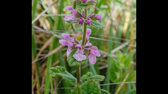 Stachys rigida var. quercetorum Rough hedgenettle