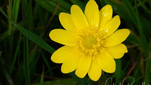 Ranunculus californicus California buttercup