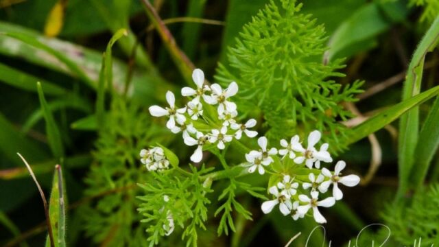 Scandix pecten-veneris Shepherd's needle