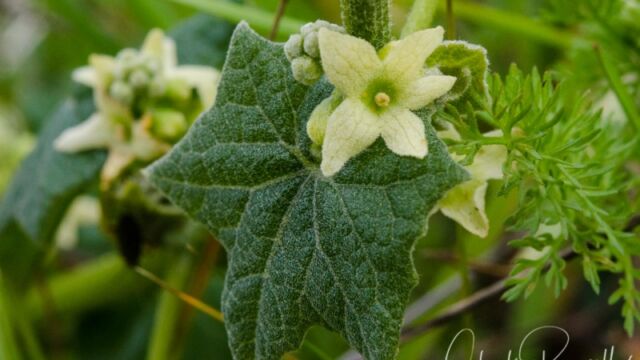 Marah fabacea California man-root