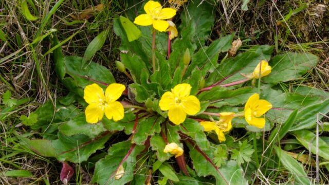 Taraxia ovata Sun cup