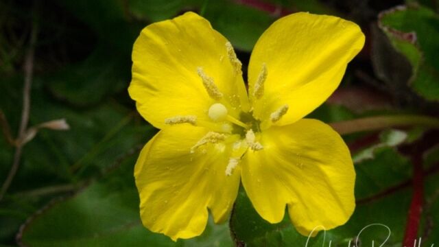 Taraxia ovata Sun cup