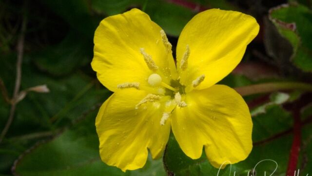 Taraxia ovata Sun cup