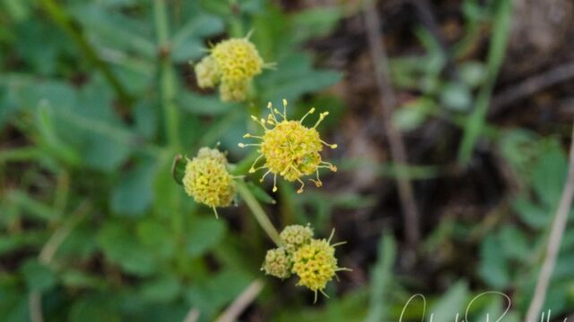 Sanicula bipinnata Poison sanicle