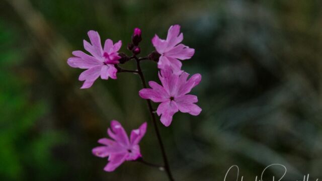 Lithophragma parviflorum var. trifoliatum Prairie woodland star