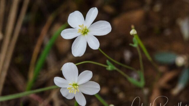 Meconella californica California fairypoppy