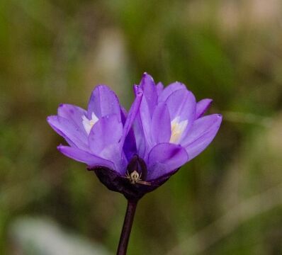 Dipterostemon capitatus subsp. capitatus Blue dicks, Dipterostemon capitatus subsp. capitatus (formerly Dichelostemma capitatum ssp. capitatum)