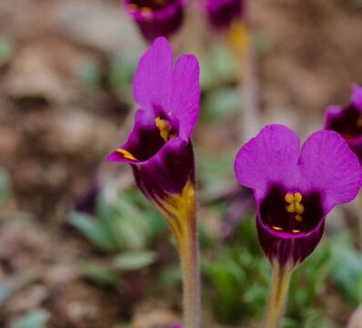 Diplacus douglasii Purple mouse ears, Diplacus douglasii