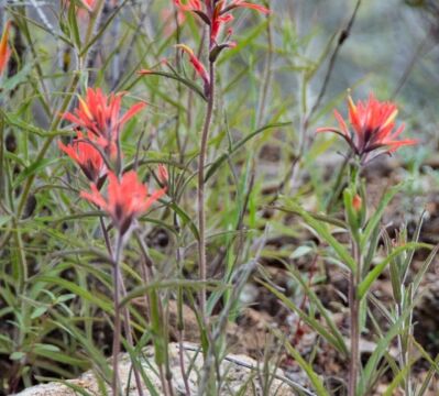 Castilleja sp. Indian paintbrush
