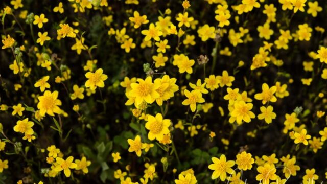 Lasthenia californica California goldfields