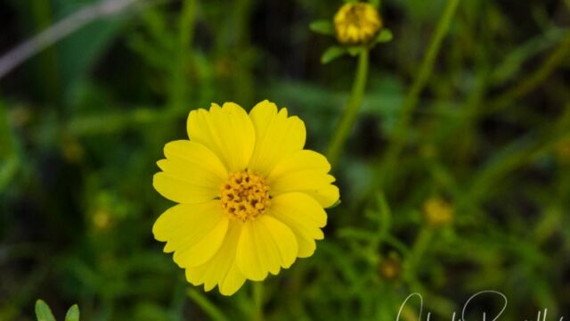 Leptosyne stillmanii Stillman's coreopsis