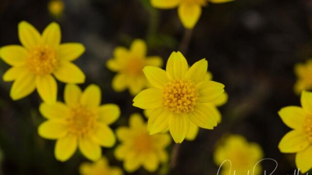 Lasthenia californica California goldfields