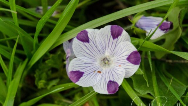 Nemophila maculata Five spot