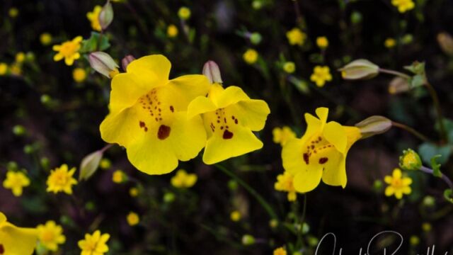 Erythranthe guttata Seep monkey flower, Erythranthe guttata