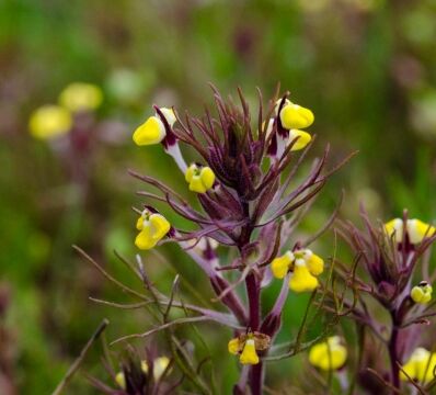 Triphysaria eriantha Butter 'n' eggs
