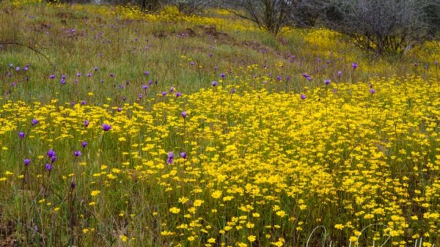 Leptosyne stillmanii, and Blue dicks Stillman's coreopsis