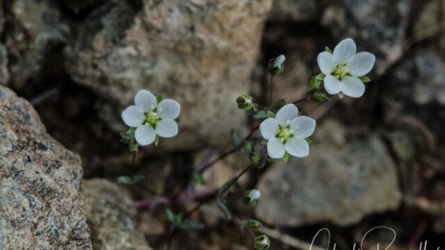 Minuartia californica California sandwort