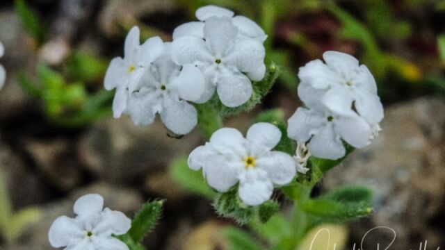 Plagiobothrys sp. Popcorn flower