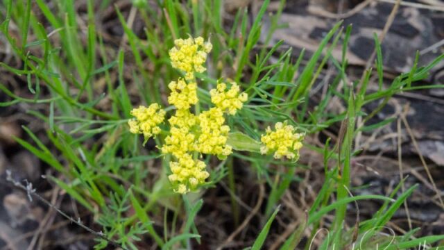 Lomatium congdonii, CNPS listed rare/endangered 1B.2 Congdon's lomatium