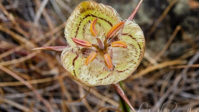 Tiburon mariposa lily
