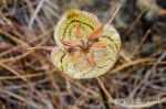 Calochortus tiburonensis. CNPS 1B.1 and Federally listed as "Threatened". Ring Mountain Tiburon mariposa lily