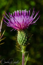Cirsium hydrophilum var. hydrophilum. CNPS 1B.1, FE Suisun thistle, Cirsium hydrophilum var. hydrophilum
