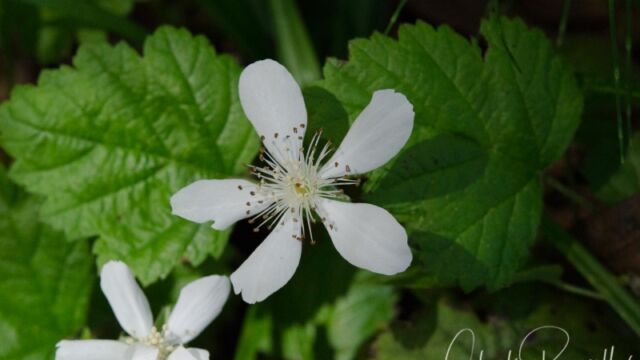Rubus ursinus California blackberry