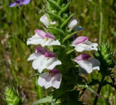 Bellardia trixago Mediterranean lineseed