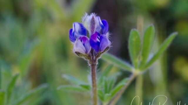 Lupine spp.