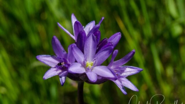 Dipterostemon capitatus subsp. capitatus (formerly Dichelostemma capitatum ssp. capitatum) Blue dicks