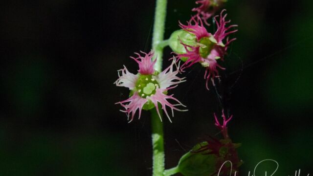 Tellima grandiflora Fringe cups
