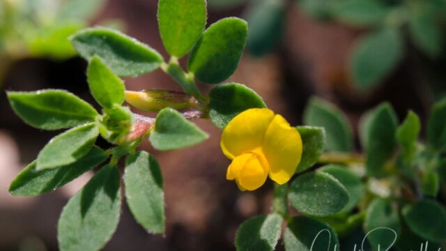Acmispon brachycarpus Short podded lotus