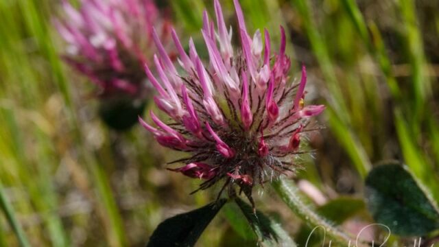 Trifolium hirtum Rose clover