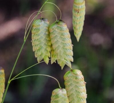 Briza maxima Rattlesnake grass