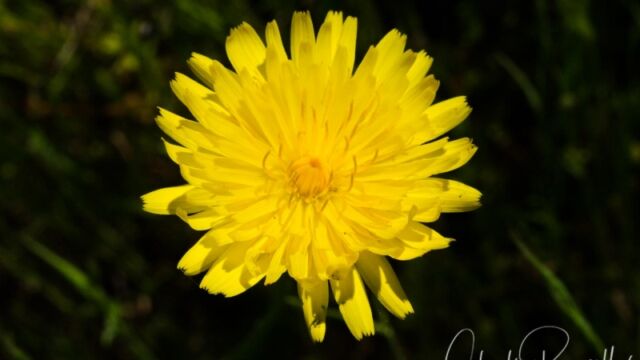 Hypochaeris radicata (probably) Hairy cats ear