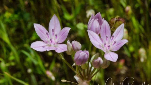 Allium unifolium Oneleaf onion, Allium unifolium