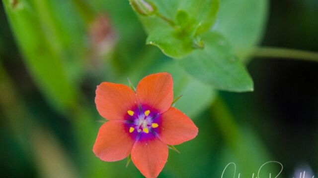 Lysimachia arvensis Scarlet pimpernel