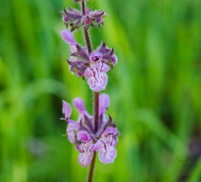 Stachys ajugoides var. rigida Rigid hedge nettle