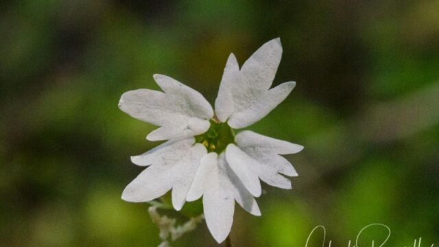 Lithophragma affine (probably) Common woodland star